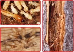 Dịch Vụ Diệt Côn Trùng Hà Nội – Công Ty TNHH Diệt Mối Và Côn Trùng Hà Nội