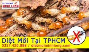 Diệt Mối Minh Long – Công Ty TNHH Thương Mại Dịch Vụ Trừ Mối Và Côn Trùng Minh Long
