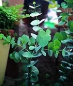 Công Ty CP Kiến Trúc Cảnh Quan Sinh Thái Tùng Lâm