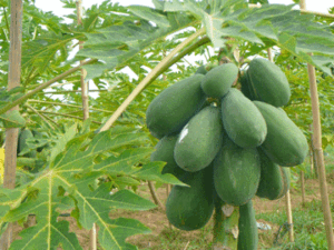 Nông Sản Vĩnh Phúc