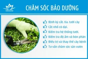 Cây Cảnh Vinaxanh – Công Ty TNHH Dịch Vụ VINAXANH