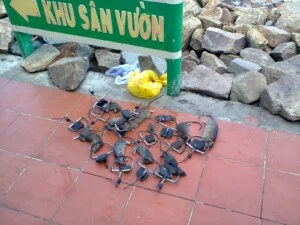 Diệt Côn Trùng Quang Minh – Công Ty TNHH Thương Mại Công Nghiệp Quang Minh