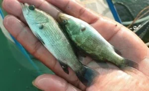 Trại Cá Giống Trường Phát