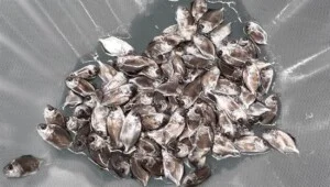 Trại Cá Giống Trường Phát
