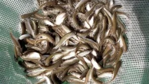 Trại Cá Giống Trường Phát