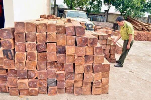 Gỗ Châu Phúc – Công Ty TNHH Gỗ Châu Phúc