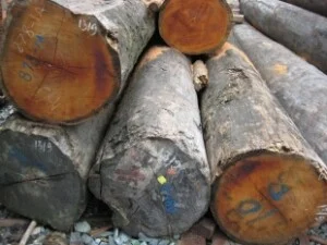 Công Ty TNHH Xuất Nhập Khẩu Sang Trọng
