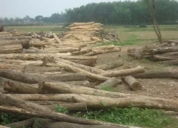 Pallet Kim Ngọc Minh Phát – Công Ty TNHH MTV Kim Ngọc Minh Phát