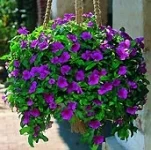 Công Ty CP Kiến Trúc Cảnh Quan Sinh Thái Tùng Lâm