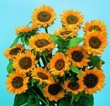 Công Ty CP Kiến Trúc Cảnh Quan Sinh Thái Tùng Lâm