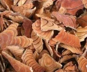 Thảo Mộc Hà Huy Toại