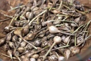 Nông Sản Thanh Hương