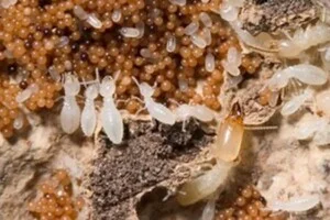 Công Ty TNHH Trừ Mối Và Côn Trùng Đại Toàn Việt