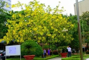 Công Ty TNHH Cảnh Quan VINA Xanh