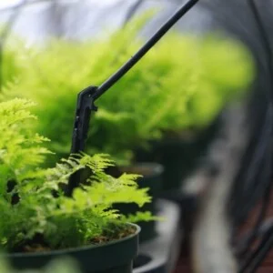Chi Nhánh Công Ty Cổ Phần Công Nghệ Tưới Khang Thịnh