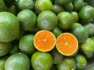 Nông Sản Hoa Quả Thành Nam – Công Ty Cổ Phần Nông Sản Thực Phẩm Thành Nam
