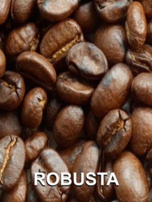 Organic Coffee Bean – Công Ty TNHH Việt Nam Organic Coffee Bean