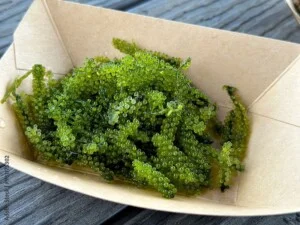 Muối Hòn Khói – Công Ty TNHH Quốc Tế Hòn Khói
