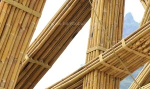 Bambu – Công Ty TNHH Bambu