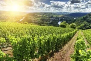 Công Ty Trách Nhiệm Hữu Hạn Yung Chi Paint & Varnish Mfg (Vietnam)