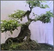 Công Ty TNHH Gốm Sứ Hoàng Phát Bát Tràng
