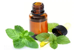 Công Ty TNHH Hương Liệu Và Gia Vị Bạch Cúc