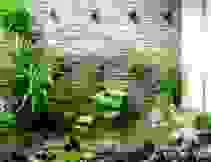 Công Ty TNHH Cảnh Quan Trịnh Thập