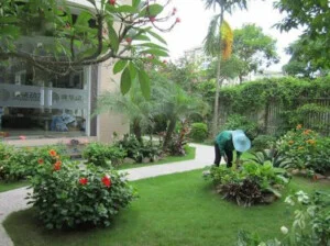 Dịch Vụ Cây Xanh Hồ Chí Minh – Công Ty TNHH Vệ Sinh Cây Xanh Miền Nam