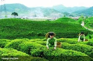 Công Ty TNHH Một Thành Viên Thương Mại Dịch Vụ Hoàng Long Đỉnh