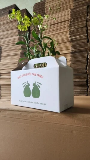 Thùng Carton Hoàng Nam Như – Công Ty TNHH Sản Xuất Thương Mại Hoàng Nam Như