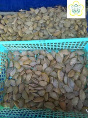 Công Ty TNHH Hồng Anh Seafood