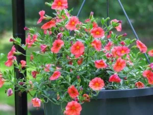 Công Ty TNHH Cảnh Quan VINA Xanh