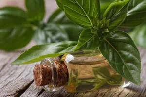 Công Ty TNHH Hương Liệu Và Gia Vị Bạch Cúc