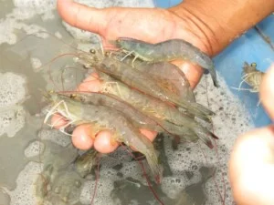 Công Ty TNHH Thông Thuận
