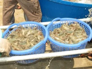 Công Ty TNHH Thông Thuận