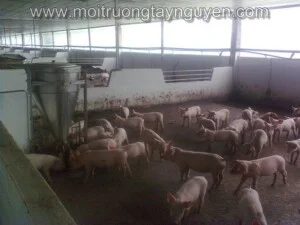 Công Ty TNHH Thương Mại Và Dịch Vụ Môi Trường Việt