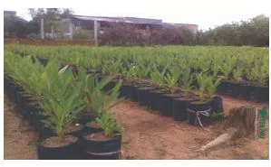 Công Ty TNHH Sản Xuất In Bao Bì Yên Phú