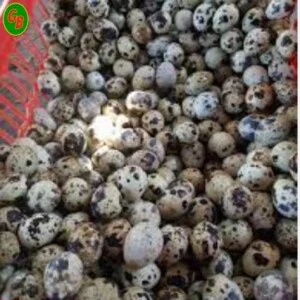 Cơ Sở Trứng Gia Cầm Gia Bảo