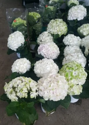 Cây Xanh Thanh Đa – Công Ty TNHH Cây Xanh Thanh Đa
