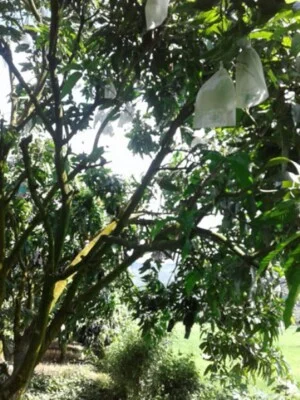 Túi Bọc Trái Cây Vinapet – Cơ Sở VINAPET