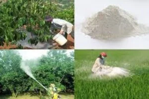 Hợp Tác Xã Chế Biến Vôi Ngân Hồng