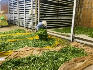 Công Ty TNHH Thương Mại Xuất Nhập Khẩu Tổng Hợp Long Thịnh