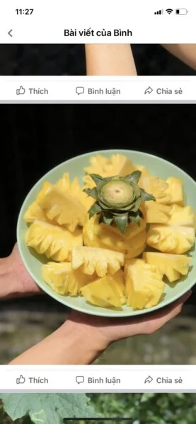 Nông Trại – Cơ Sở Sản Xuất, Sơ Chế, Đóng Gói Dứa Queen Amango