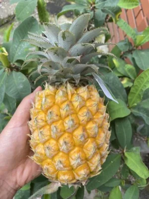 Nông Trại – Cơ Sở Sản Xuất, Sơ Chế, Đóng Gói Dứa Queen Amango