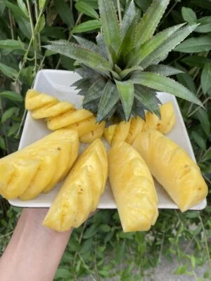 Nông Trại – Cơ Sở Sản Xuất, Sơ Chế, Đóng Gói Dứa Queen Amango