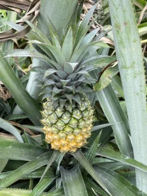 Nông Trại – Cơ Sở Sản Xuất, Sơ Chế, Đóng Gói Dứa Queen Amango