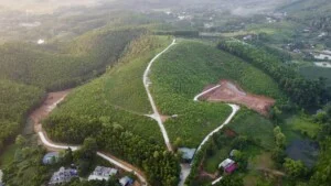 Công ty TNHH Trà Ngọc Thanh Sơn
