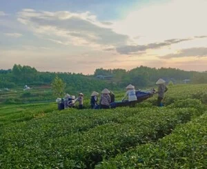 Công ty TNHH Trà Ngọc Thanh Sơn