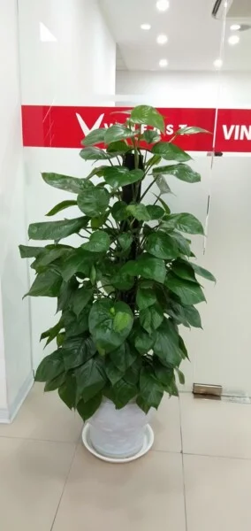 Công Ty Cổ Phần Vườn Thăng Long