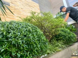 Công Ty TNHH TM & DV Cảnh Quan Coong Design